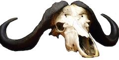 cape buffalo skull